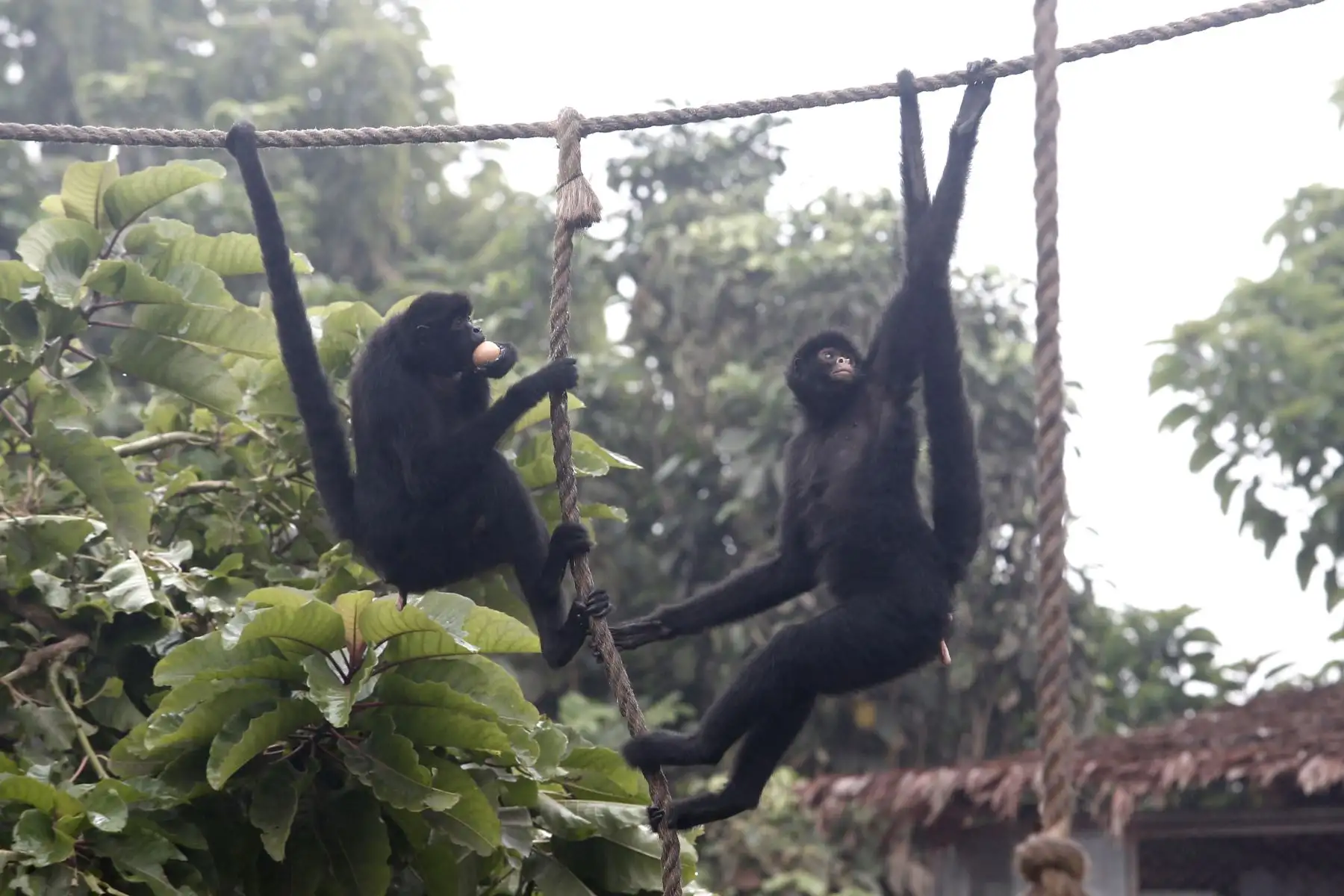 Los primates como el mono maquisapa requieren alimentación especial, como huevos sancochados, camotes y papillas. Foto: ANDINA/Melina Mejía
