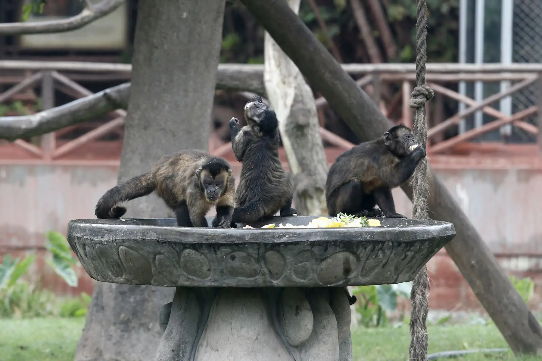 Los primates de las distintas especies, al ser naturalmente de climas tropicales, requieren alimento especial ante las bajas temperaturas. Foto: ANDINA/Melina Mejía