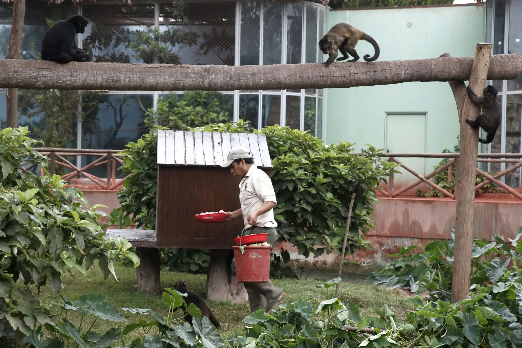 En el caso de recintos abiertos como de aver y primates, se ha acondicionado plasticos en techos y casitas para cubrirlos del frío y la lluvia. Foto: ANDINA/Melina Mejía