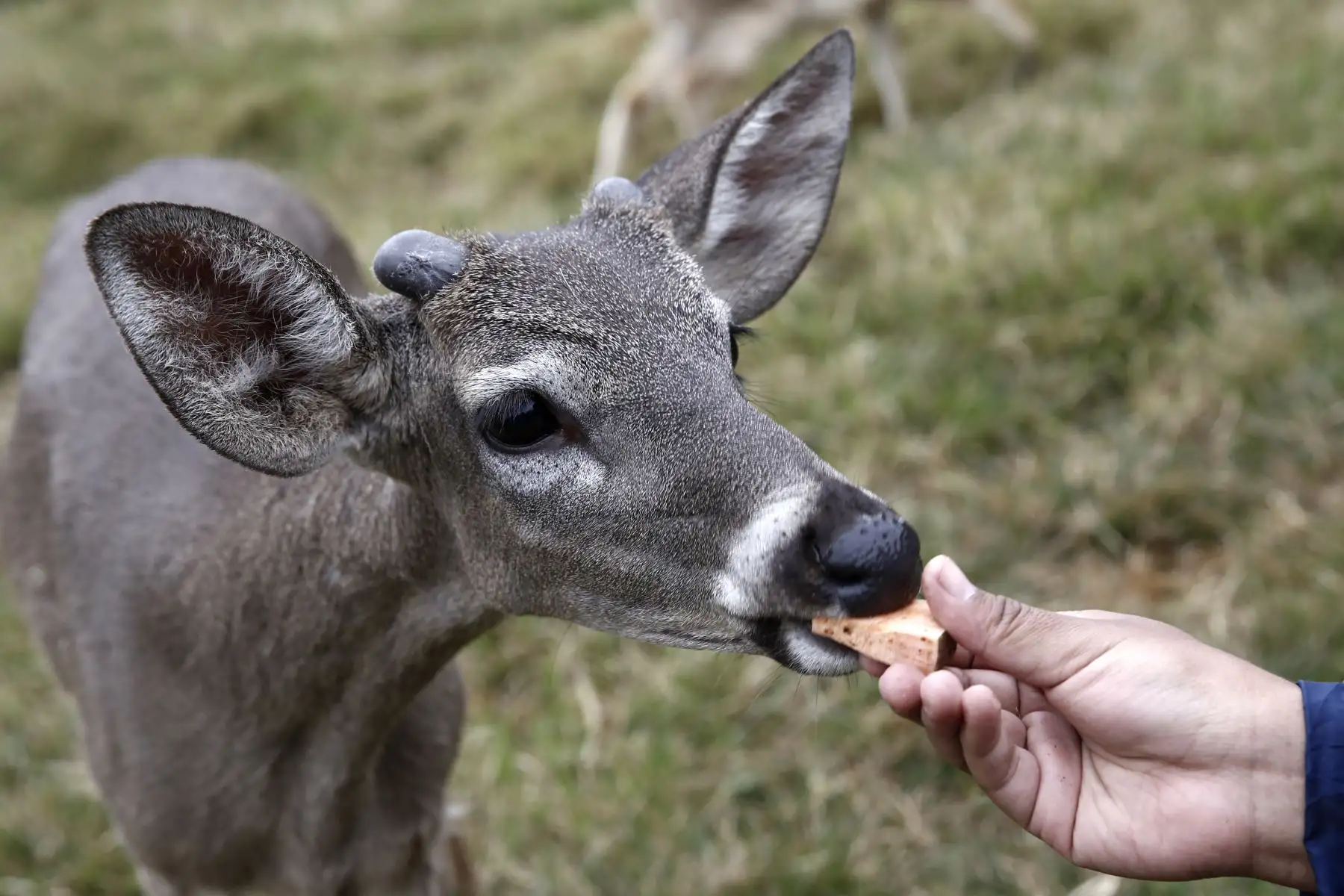 Los venados de cola blanca, son otra de las especies que requiere de cuidados, su alimentación es una dieta de camote, alfalfa y heno. Foto: ANDINA/Melina Mejía