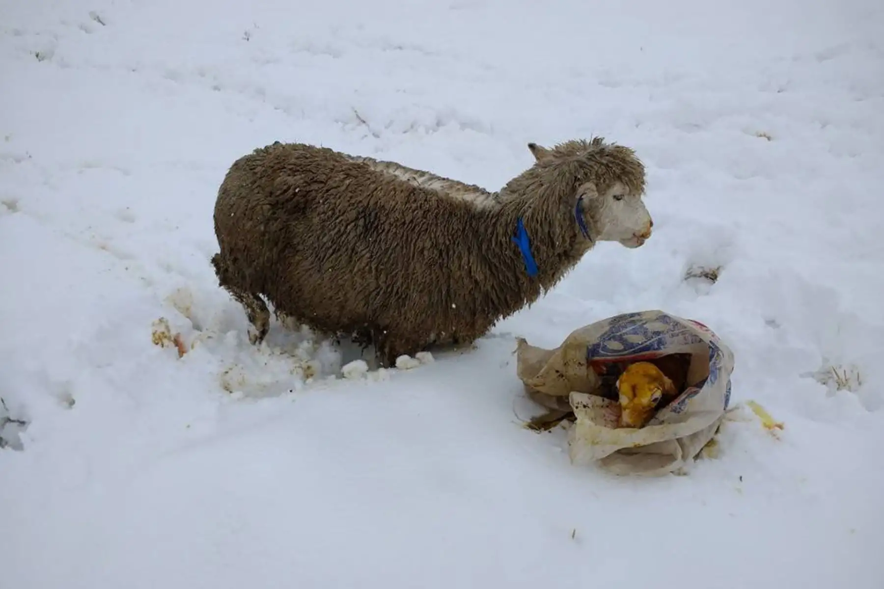 La Dirección Agraria de Puno evalúa una posible declaratoria de emergencia para agilizar las acciones de ayuda humanitaria consistente en pacas de heno y antibióticos para las alpacas. Foto: ANDINA
