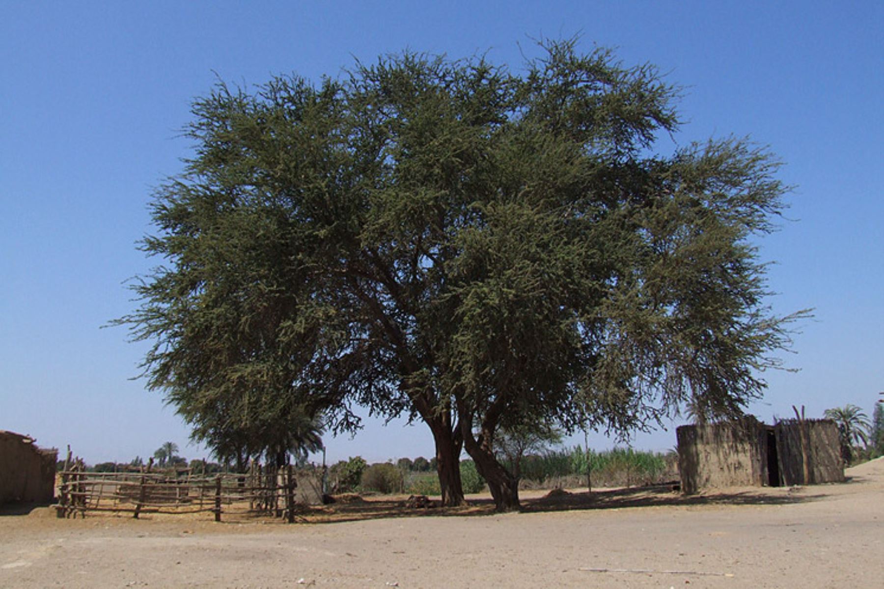 El huaranga será una de las especies nativas que se sembrarán durante la Gran Cruzada Verde en Pisco. ANDINA/Difusión