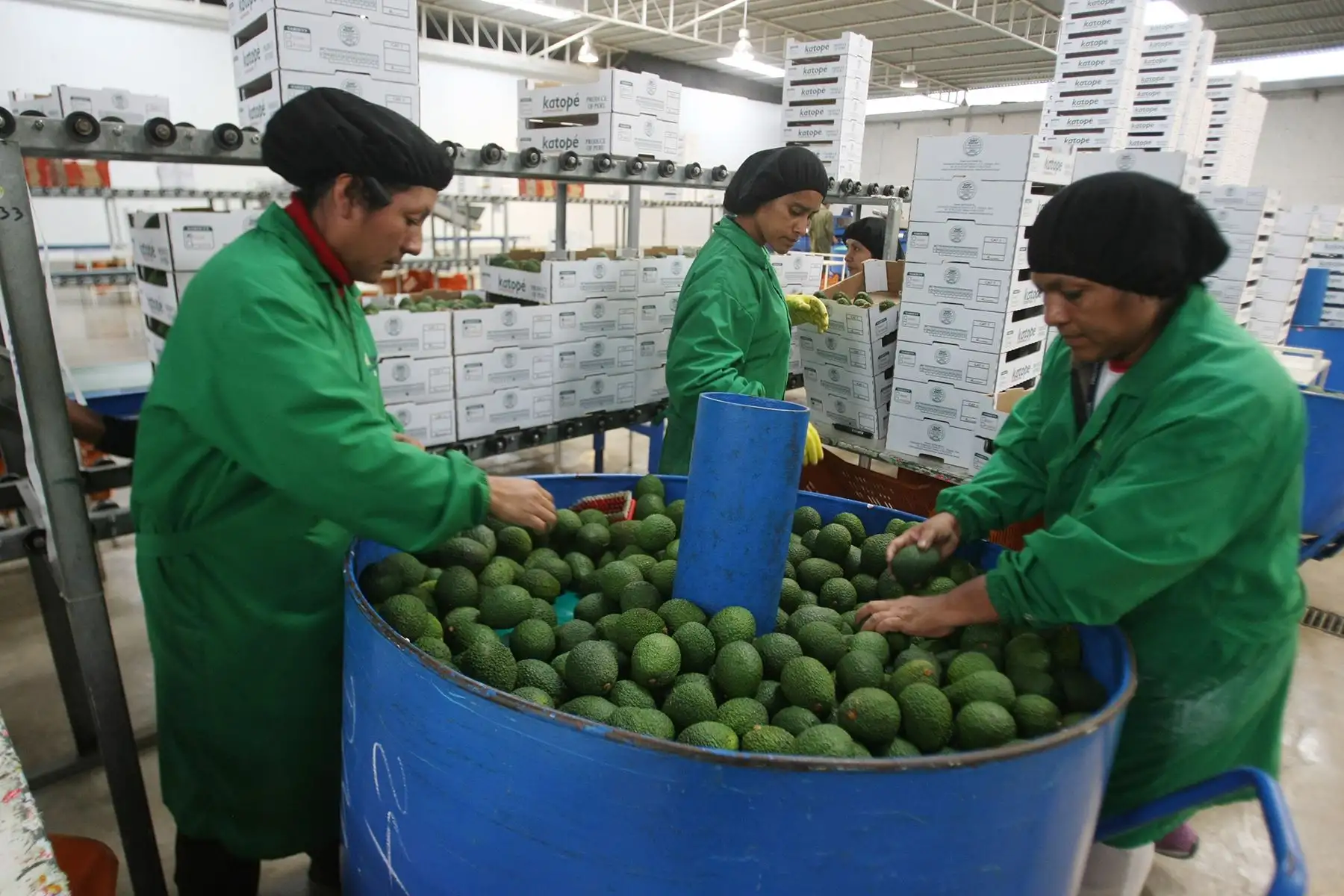 Ica, Perú /  La Alianza del Pacífico incrementó la exportación de productos agroindustriales  como la palta. Foto: Diario El Peruano