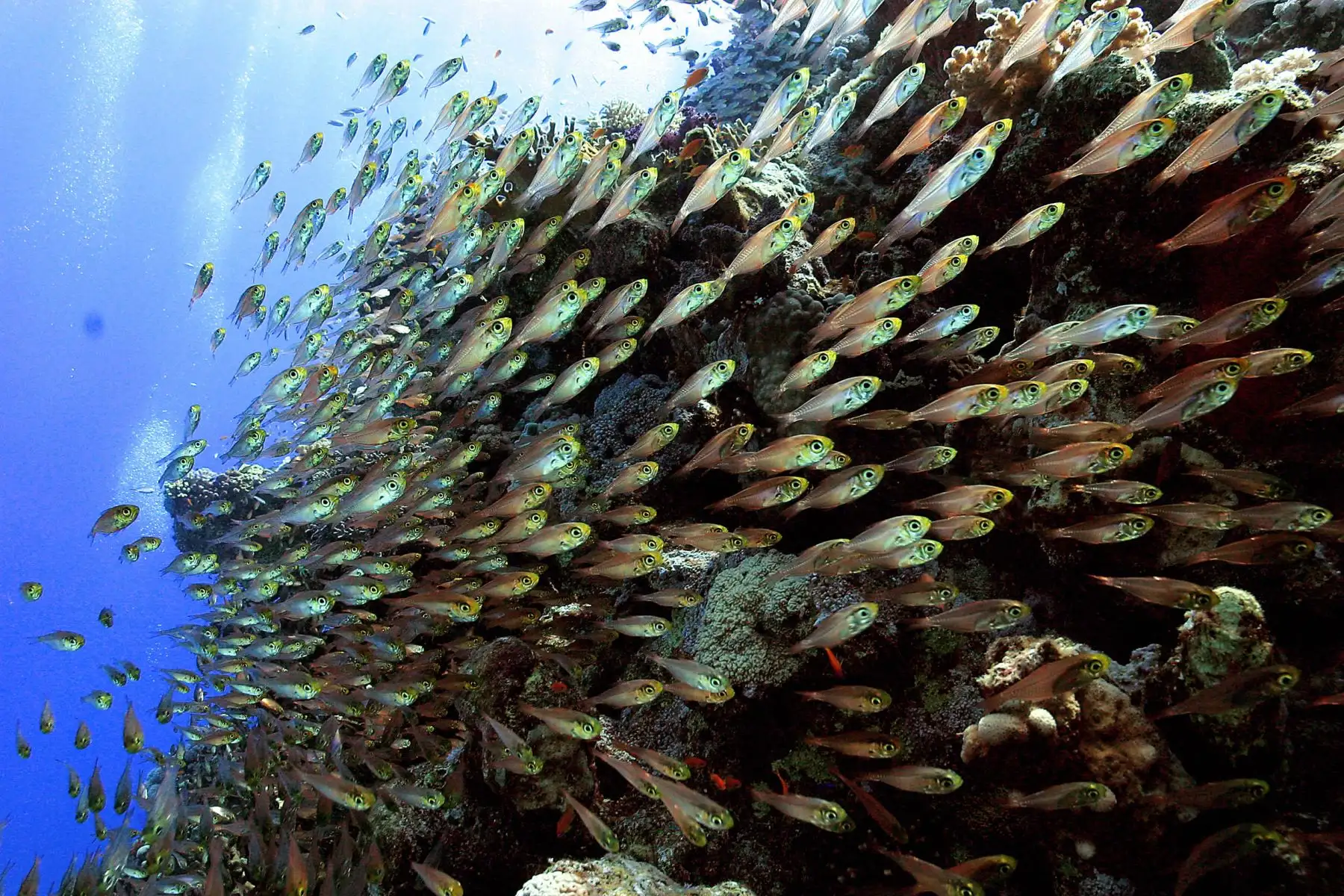 El Día Mundial de los Océanos o World Oceans Day se celebra cada año el 8 de junio. Se trata de un día en el que se pretende concienciar a la población mundial sobre la importancia que tienen los océanos para la existencia de los seres vivos.Foto: ANDINA/AFP