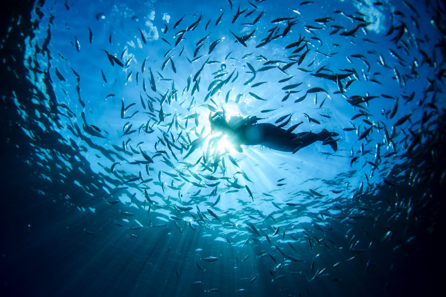 Científicos descubrieron que unas bacterias marinas hunden el carbono en fondos oceánicos lo que favorece la lucha contra el cambio climático. Foto: ANDINA/difusión.