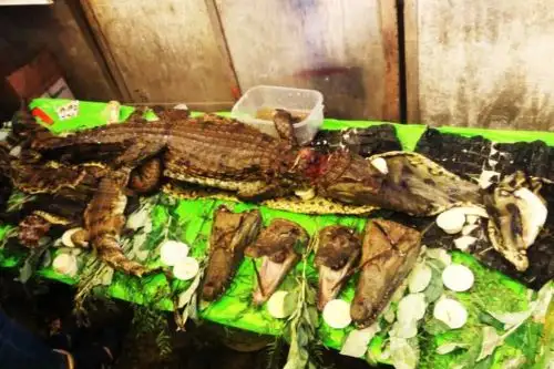 Personal de la División de Investigación Criminal y Apoyo a la Justicia (Divicaj) de Pasco, y del Servicio Nacional Forestal y de Fauna Silvestre (Serfor) decomisaron animales silvestres en peligro que eran comercializados en forma ilegal, en el distrito de Chaupimarca.