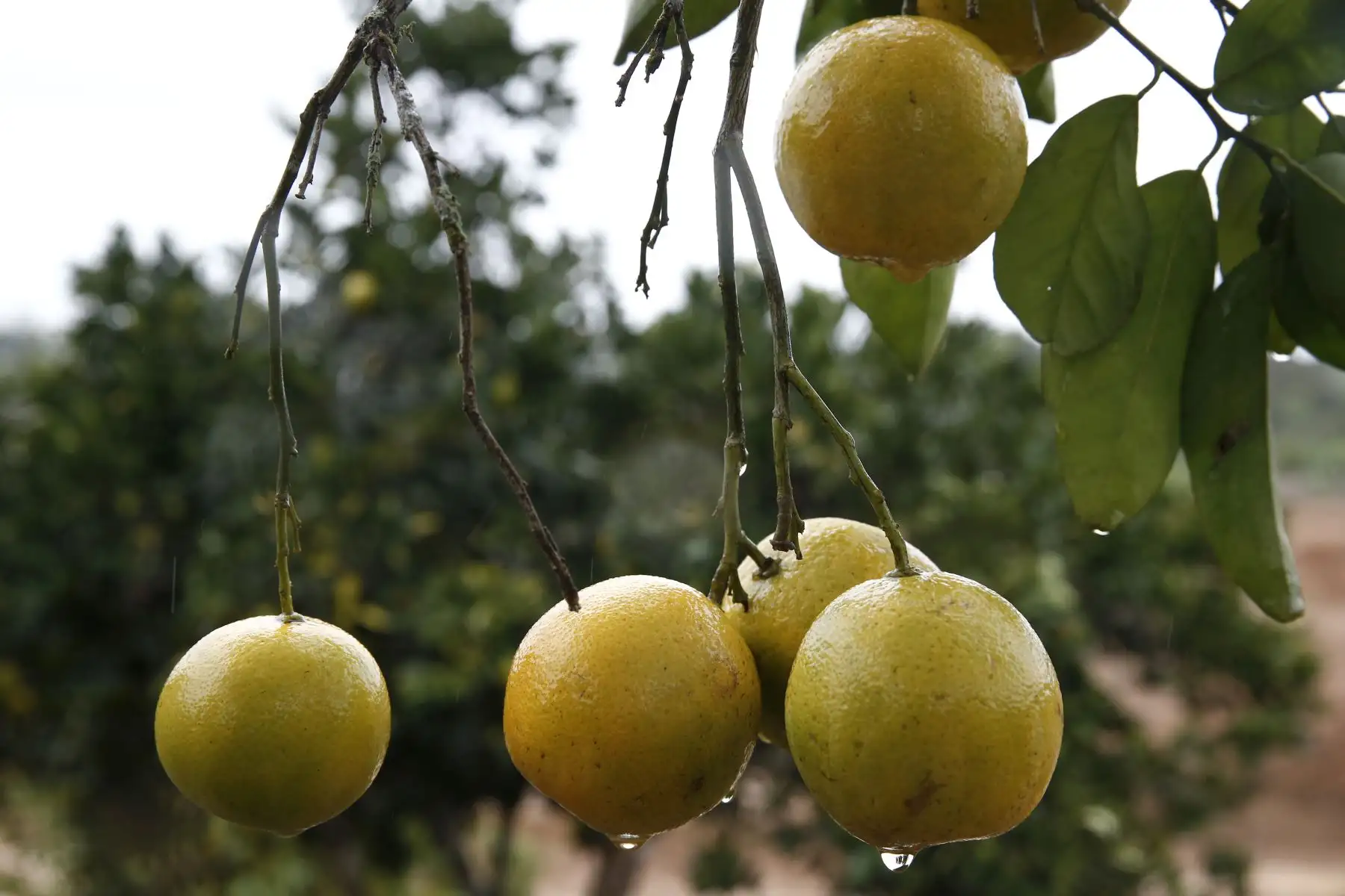 La vigilancia preventiva del Servicio Nacional de Sanidad Agraria (Senasa) en la provincia piurana de Sullana, permitió el control y eliminación inmediata de un foco del insecto Diaphorina citri, que trasmite el Huanglongbing (HLB), enfermedad que destruye los cultivos de limón, naranja y mandarina. ANDINA/Melina Mejía