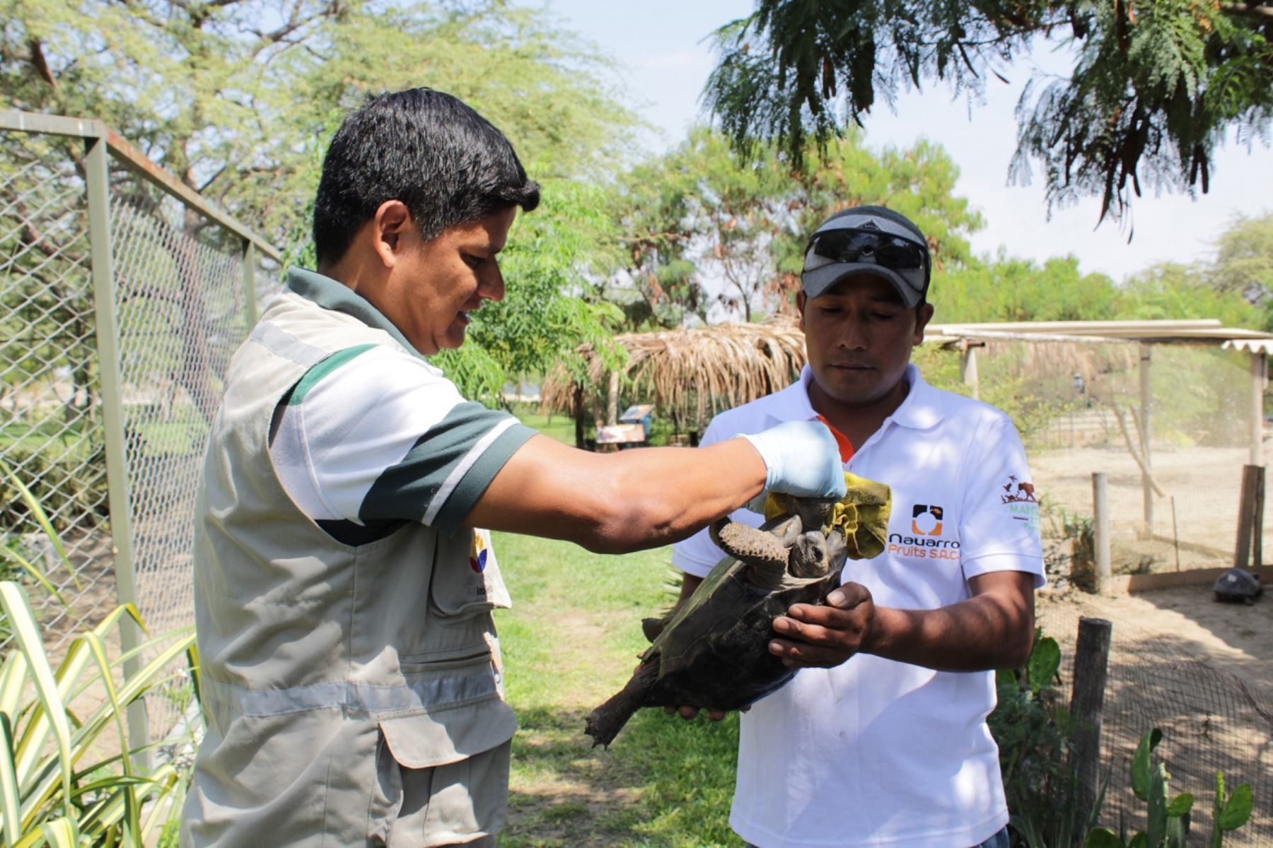 Tortugas galápagos rescatadas en Piura retornan a Ecuador. ANDINA