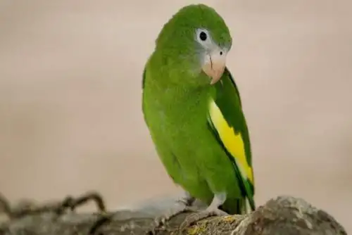 Más de 10,000 animales silvestres incautaron mayormente en 6 regiones