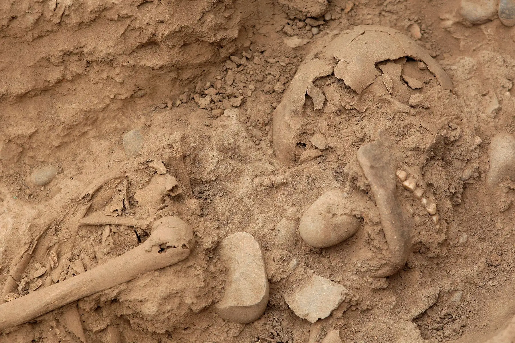 Presentan nuevos entierros humanos fueron descubiertos en la parte baja de la Huaca El Rosal, en el Complejo Arqueológico de Maranga. Foto:ANDINA/Héctor Vinces.
