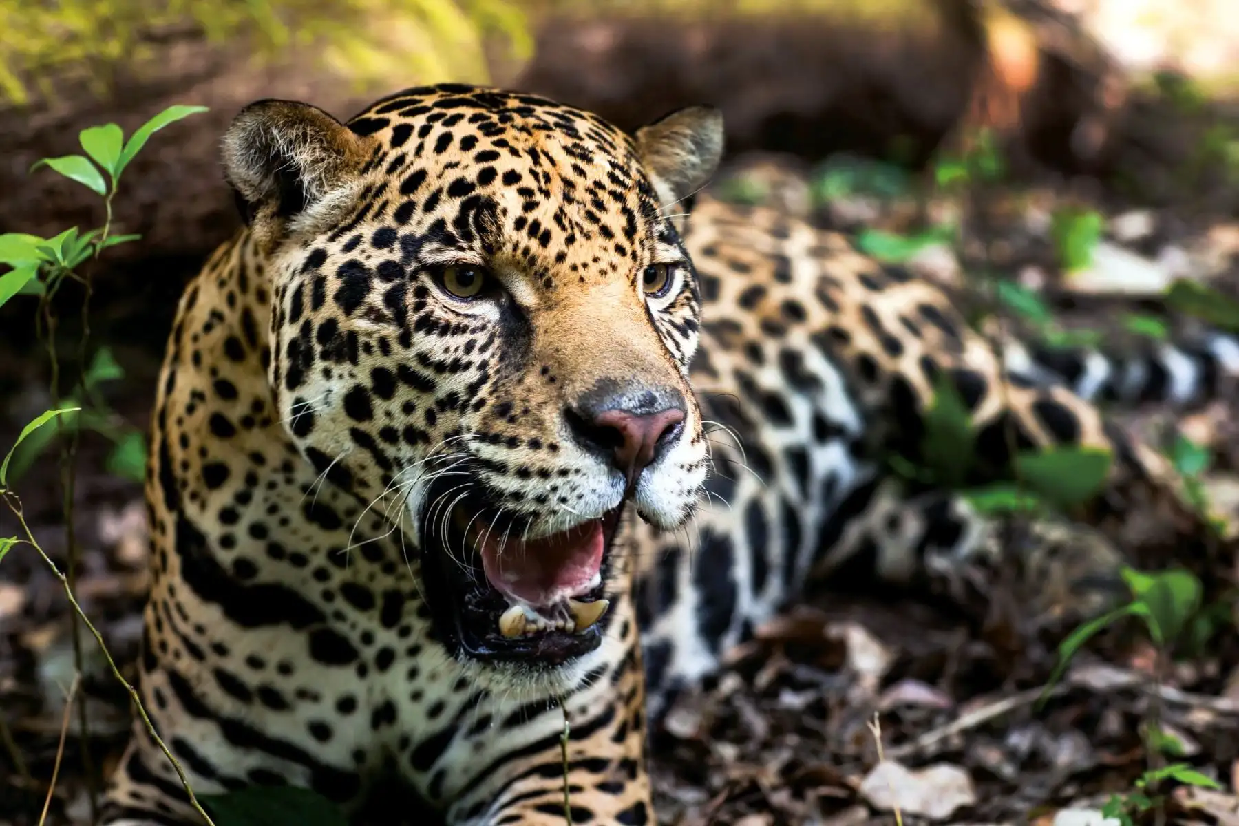 Jaguar en la Laguna Om, México Foto: AFP