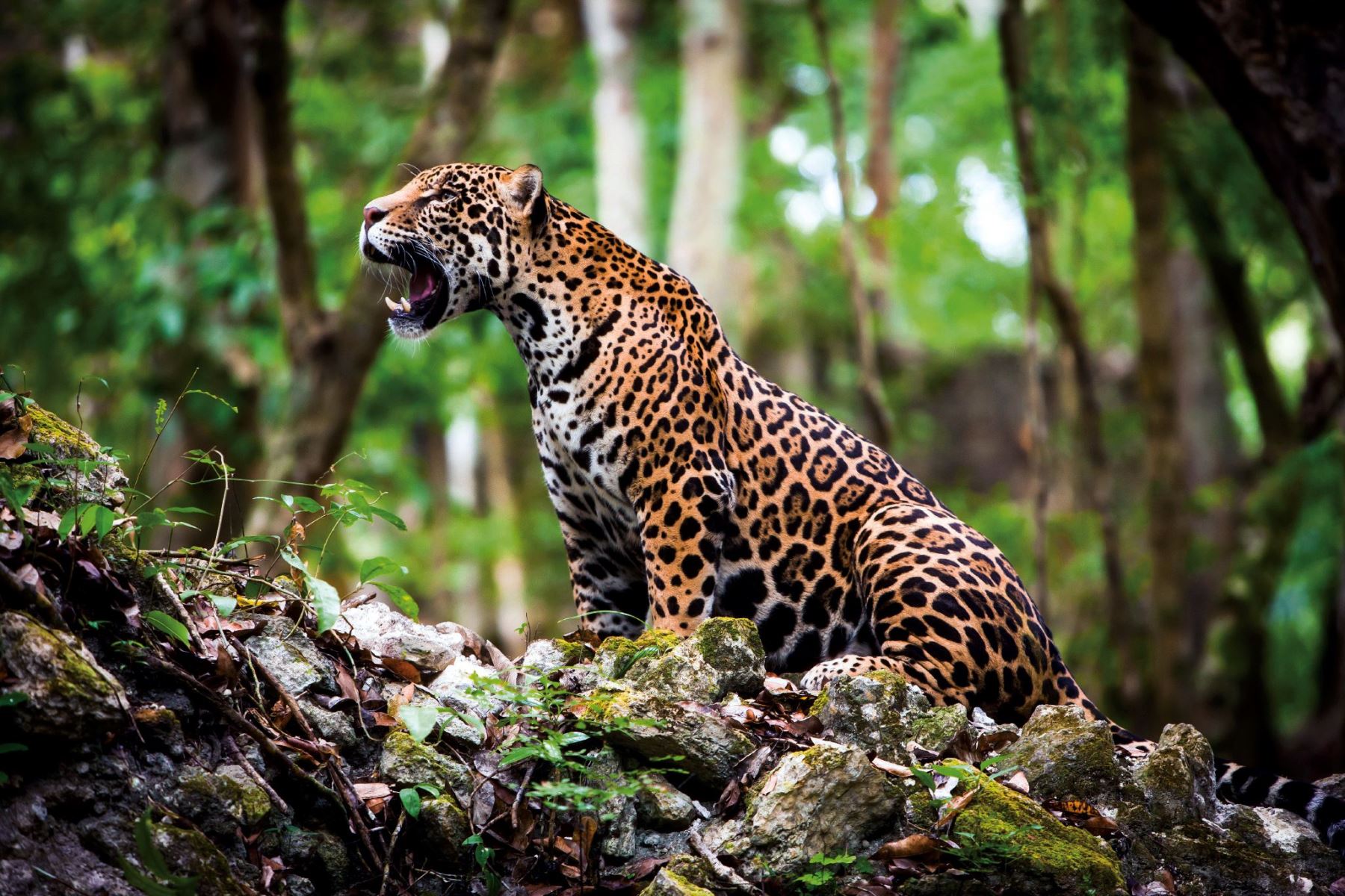 Conoce al jaguar, el felino más grande de América y que en el Perú habita en la selva amazónica y otros bosques densos. AFP