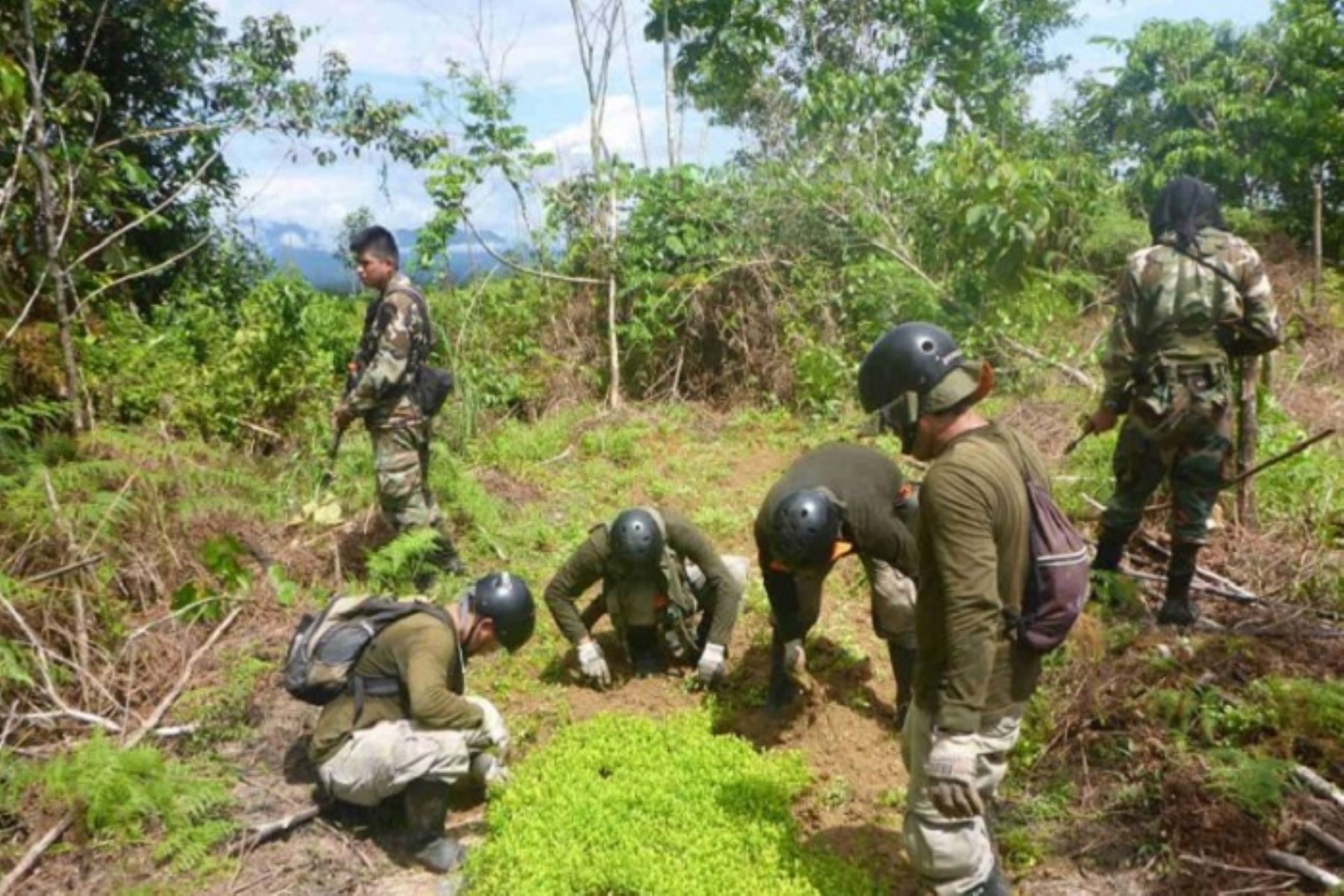 Con apoyo de la Policía Nacional, el Proyecto Especial de Control y Reducción de Cultivos Ilegales en el Alto Huallaga (Corah), erradicó 13 271.39 hectáreas de plantaciones ilegales de coca en el período de febrero a junio 2018. Asimismo, destruyó 38 laboratorios de procesamiento de droga.