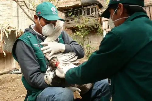 Con toma de muestras de aves en el Vraem, el Minagri ratifica estatus sanitario de país libre de influenza aviar. ANDINA/Difusión
