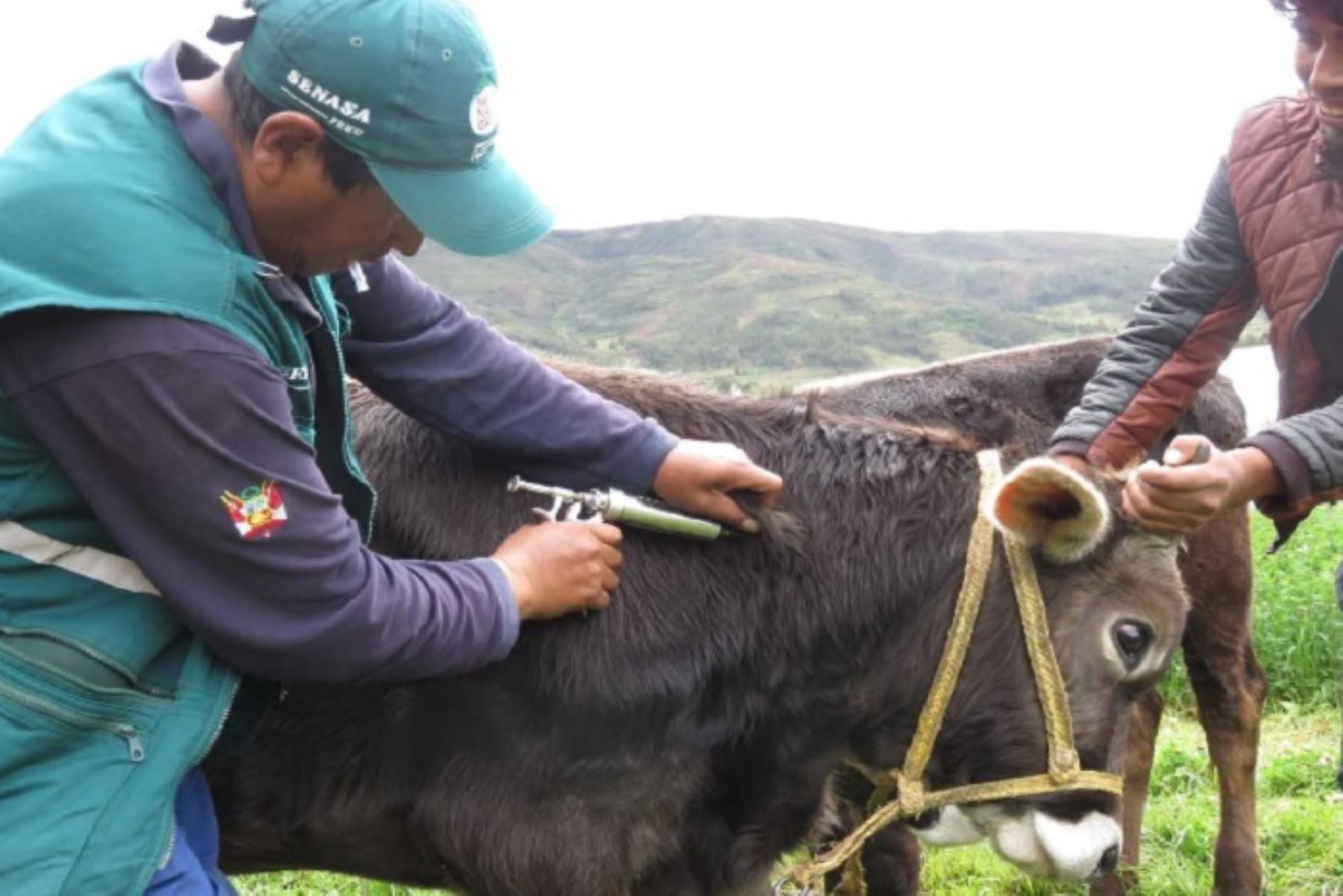 Cusco: vacunan a más de 11 mil bovinos contra el carbunco sintomático