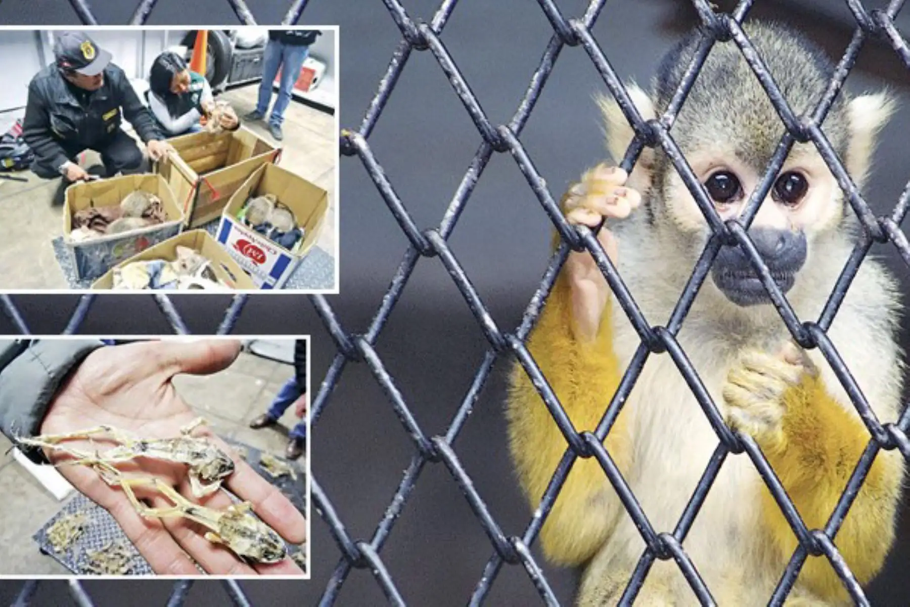 Solo el año pasado se incautaron más de 10,398 animales silvestres. Su comercio ilegal se ha diversificado con nuevas rutas dentro del país. Foto: Serfor