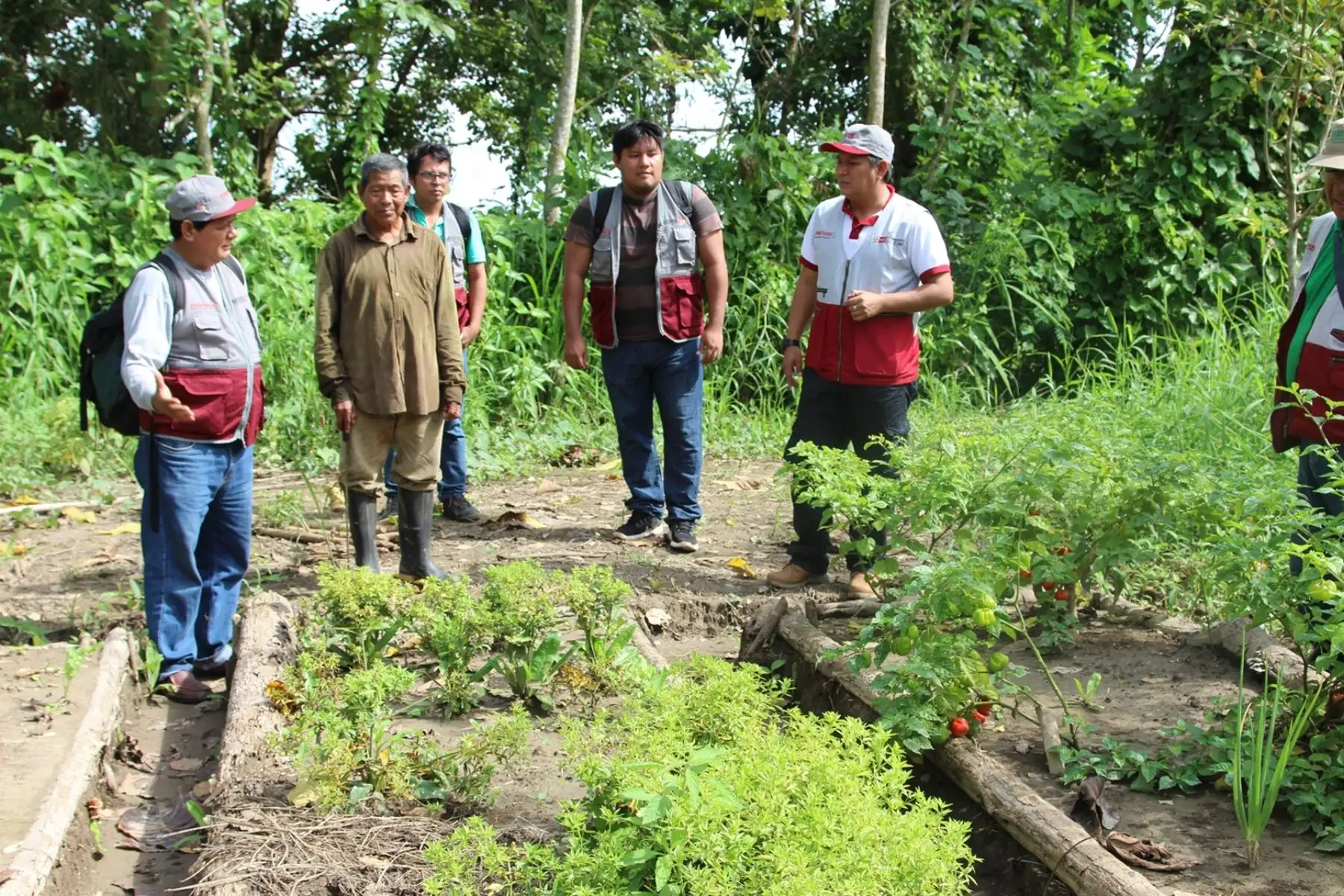 Foncodes impulsará proyectos productivos para familias de comunidades indígenas de la Amazonía peruana. ANDINA/Difusión