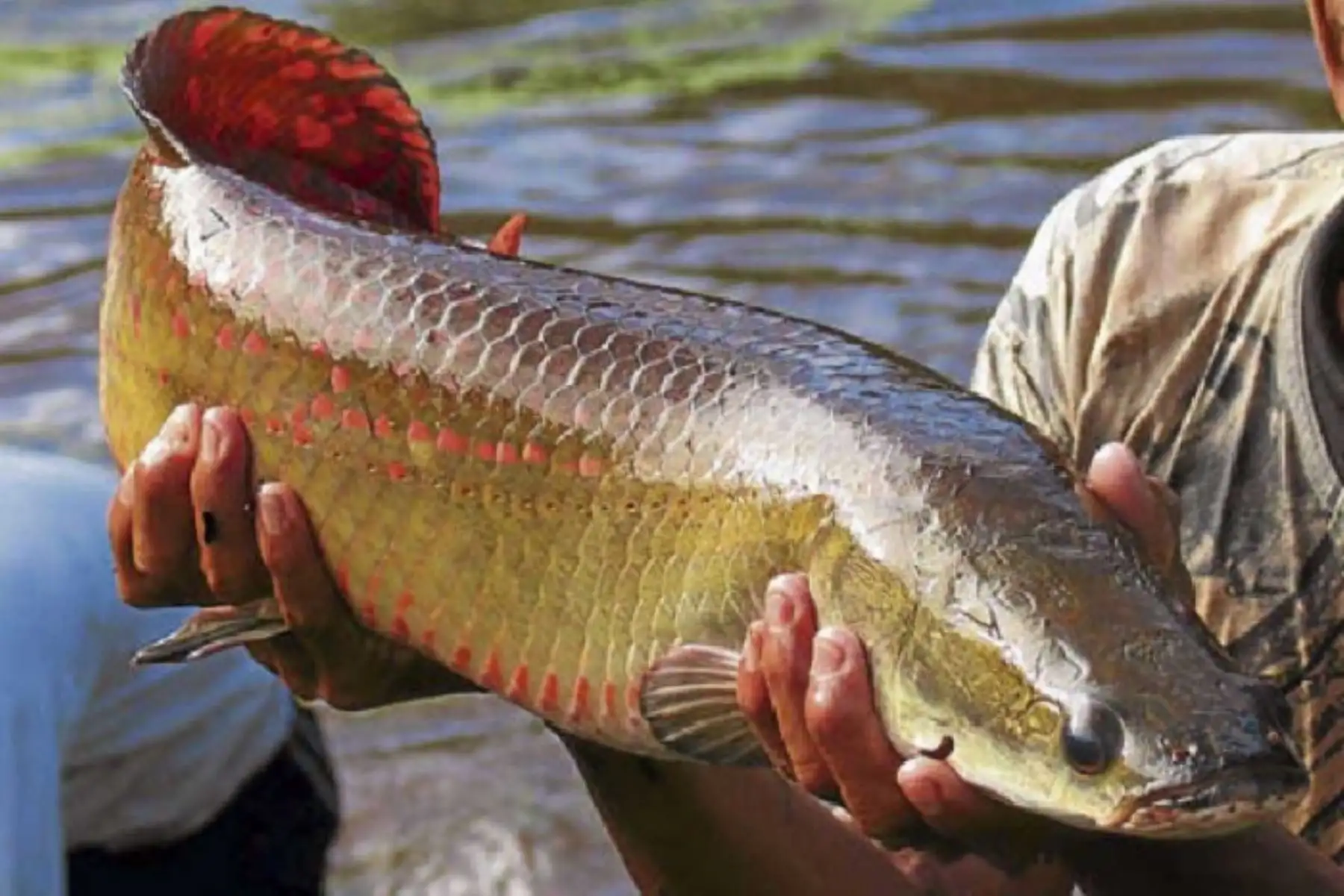 El pescado amazónico más nutritivo es el piache, porque contiene proteínas de alto valor biológico, ideal para niños en la etapa de crecimiento y desarrollo. Asimismo, aporta omega 3 y es bajo en grasas saturadas.