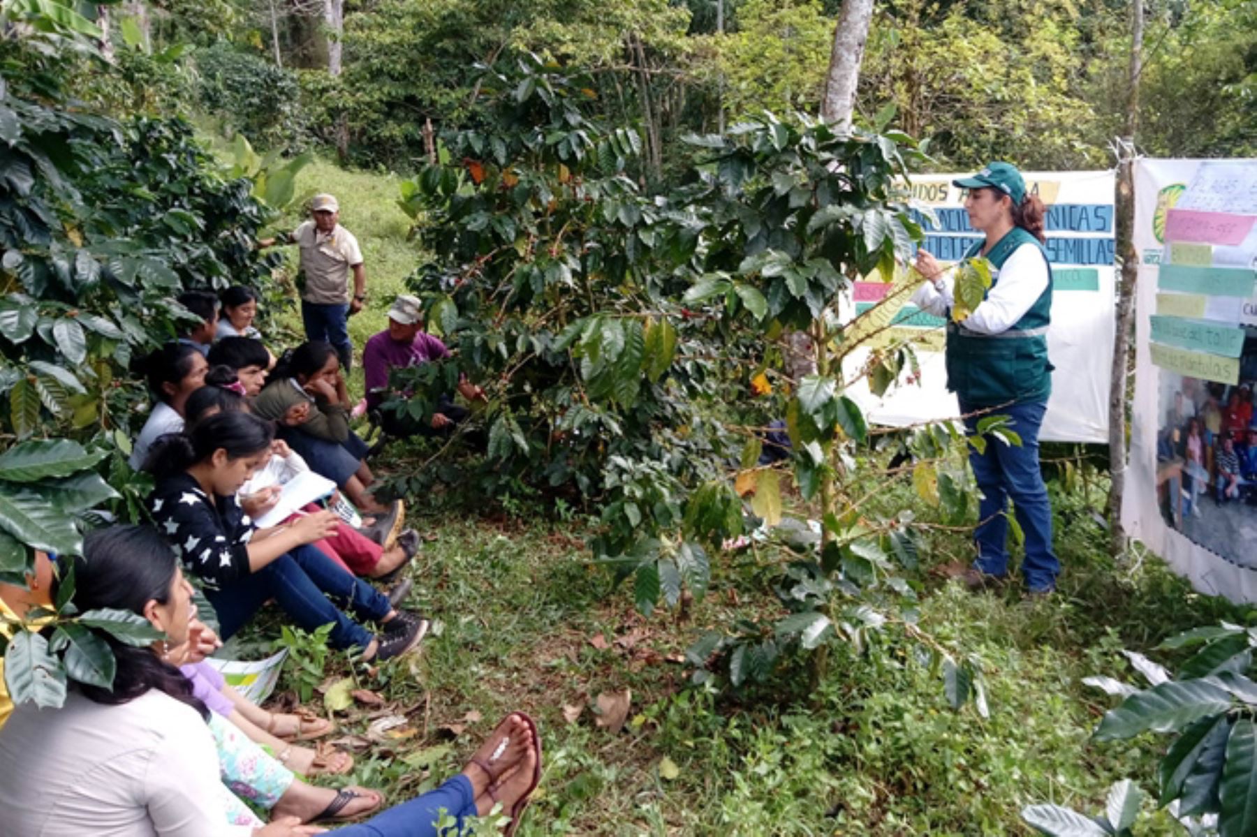 Capacitan a productores de café de Ucayali en manejo integrado de plagas. ANDINA/Difusión