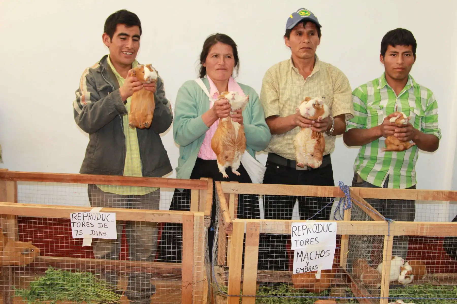 Destacan el impacto de emprendimientos, como la crianza de cuy, en la economía de la sierra y selva peruana. ANDINA/Difusión.