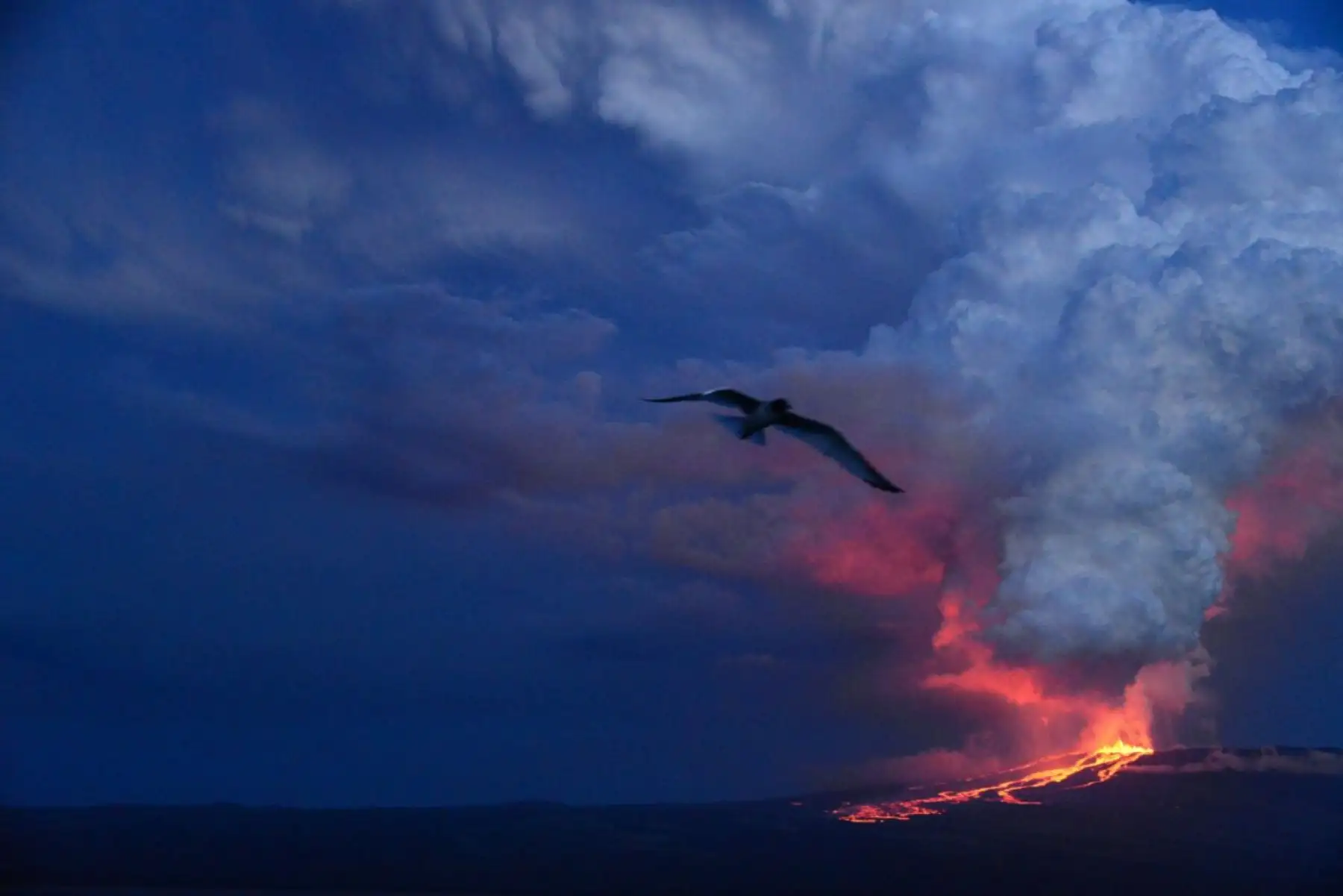 Imagen de folleto publicado por el Parque Nacional Galápagos que muestra la erupción del volcán Wolf en la isla Isabela, Galápagos, Ecuador.Foto: AFP