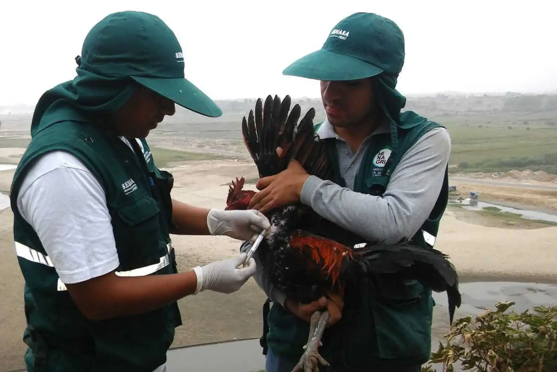 El Ministerio de Agricultura y Riego (Minagri), a través de una alianza entre el Servicio Nacional de Sanidad Agraria (Senasa) y la Asociación Peruana de Avicultura, implementará un piloto para lograr, en los próximos 5 años, la primera zona libre de Newcastle virulento en Huaura y Barranca.
