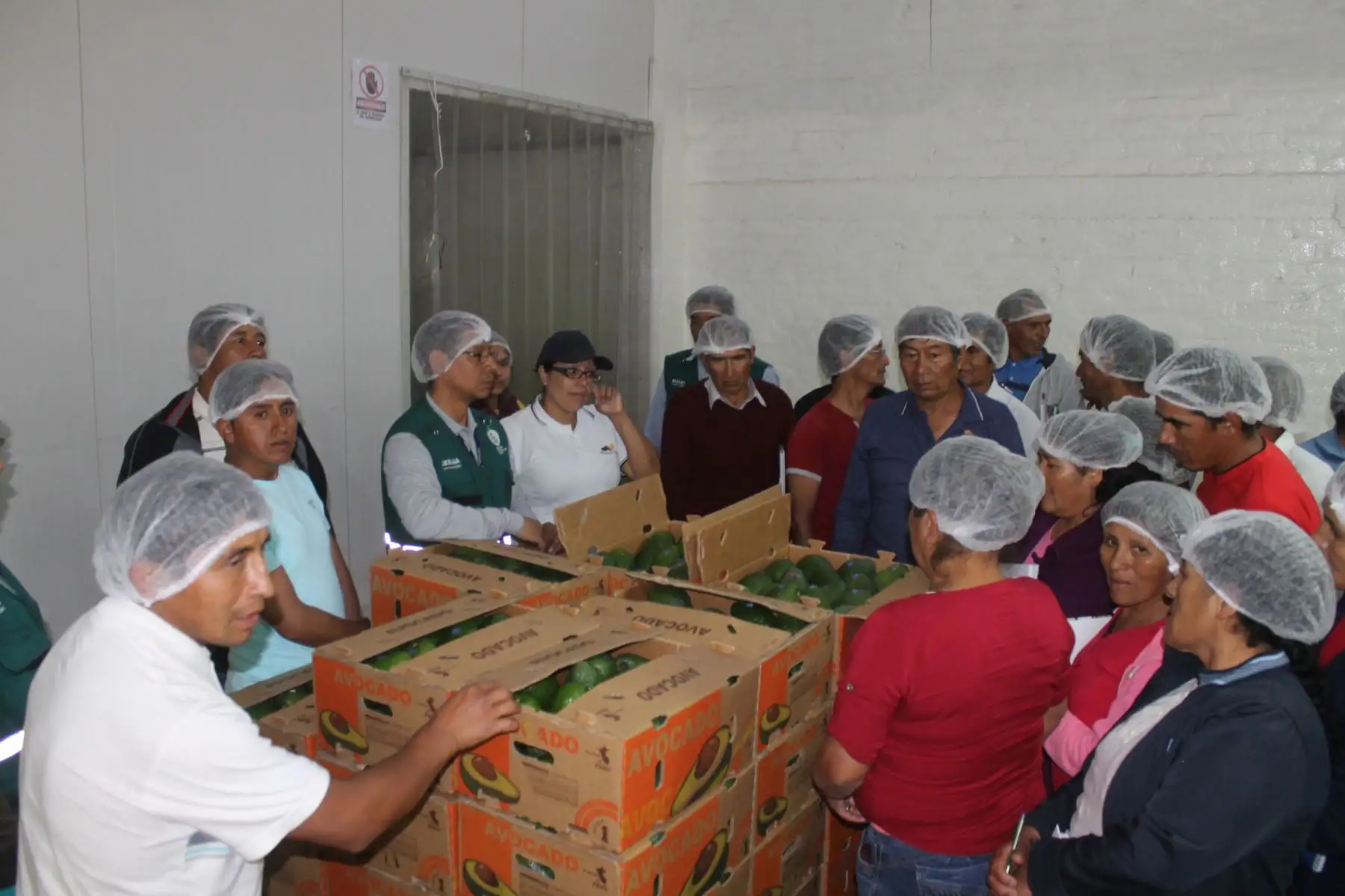 Minagri incentivan la producción de palta hass con fines de exportación en Huancavelica y capacita a pequeños productores. ANDINA