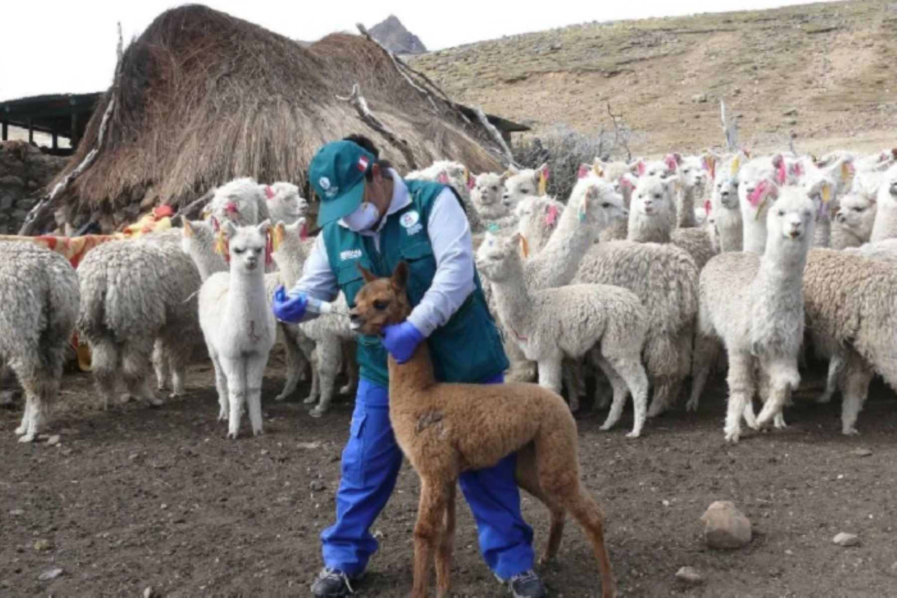 Minagri atiende a llamas y alpacas ante bajas temperaturas en Ayacucho