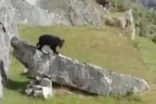 Oso andino es sensación en Facebook al aparecer en Machu Picchu. Foto: Miguel Ángel Córdova Vargas/Facebook