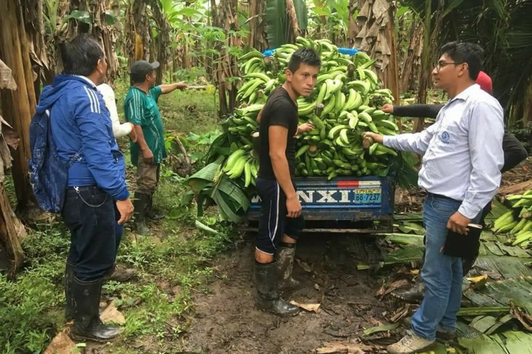 El plátano, el producto bandera de San Martín para conquistar más mercados del exterior. ANDINA