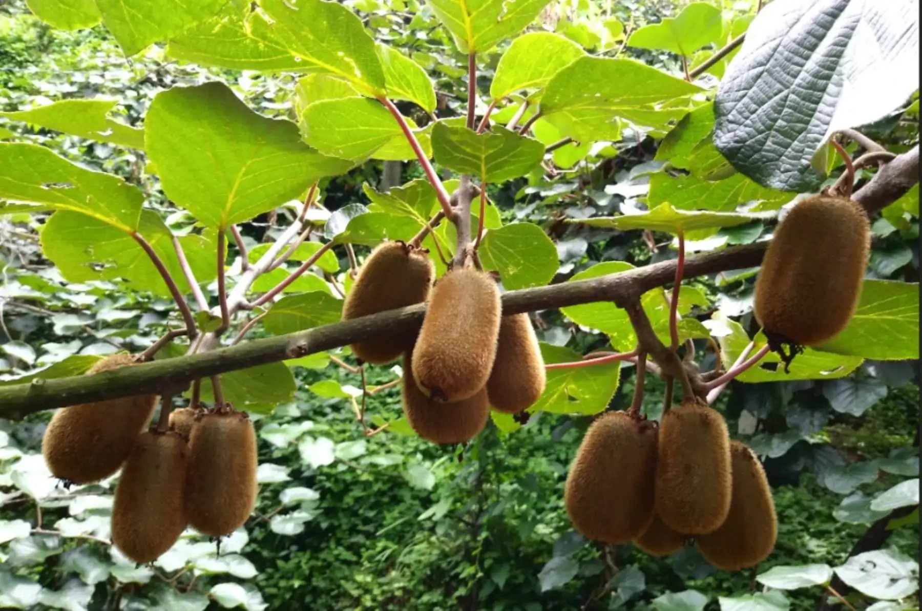China apuesta por la innovación de industria del kiwi para erradicar pobreza