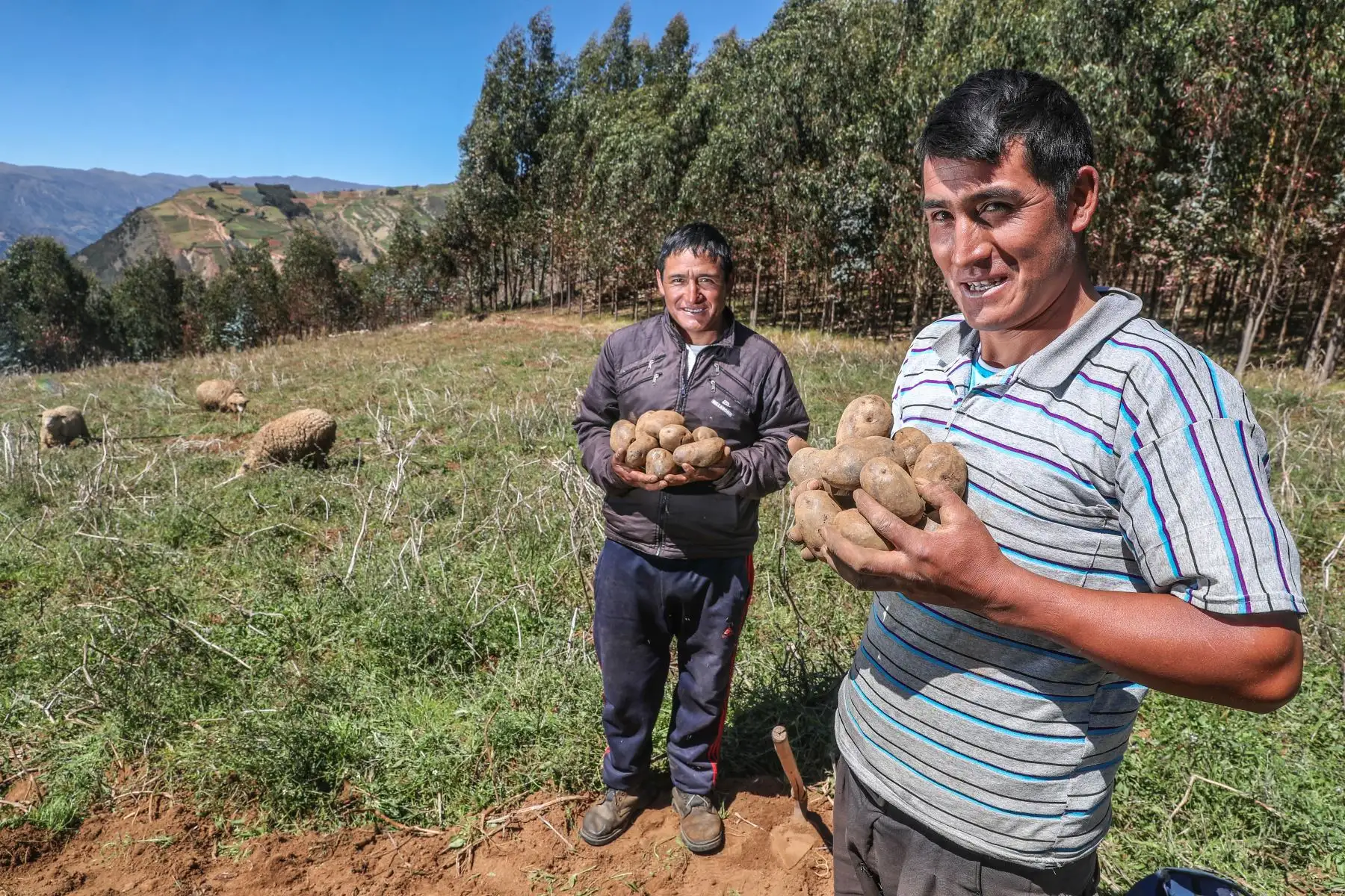 En diciembre de 2014 se empezó a trabajar en las provincias de Pataz y Sánchez Carrión, en La Libertad, proyectos productivos con grupos formados por 10 campesinos. A la fecha ya se han beneficiado más de 2,500 personas. Foto: ANDINA/Minem