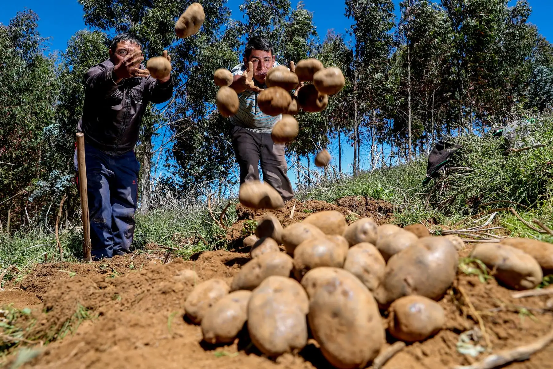 La alianza entre una minera y promotores agrícolas ha permitido desarrollar la ‘poderosa’, una variedad de papa altamente resistente a la plaga la rancha. Foto: ANDINA/Minem