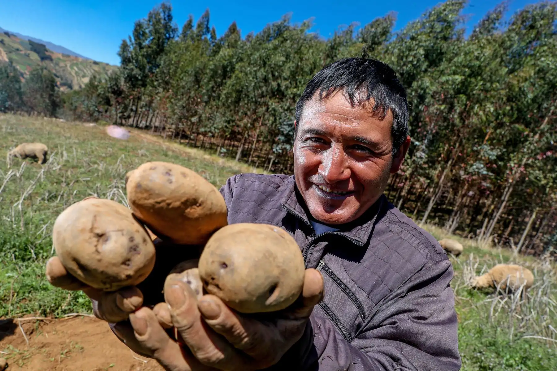 La nueva variedad de papa beneficia también a los productores con la
reducción de sus costos de producción y aumento sus ingresos económicos. Foto: ANDINA/Minem