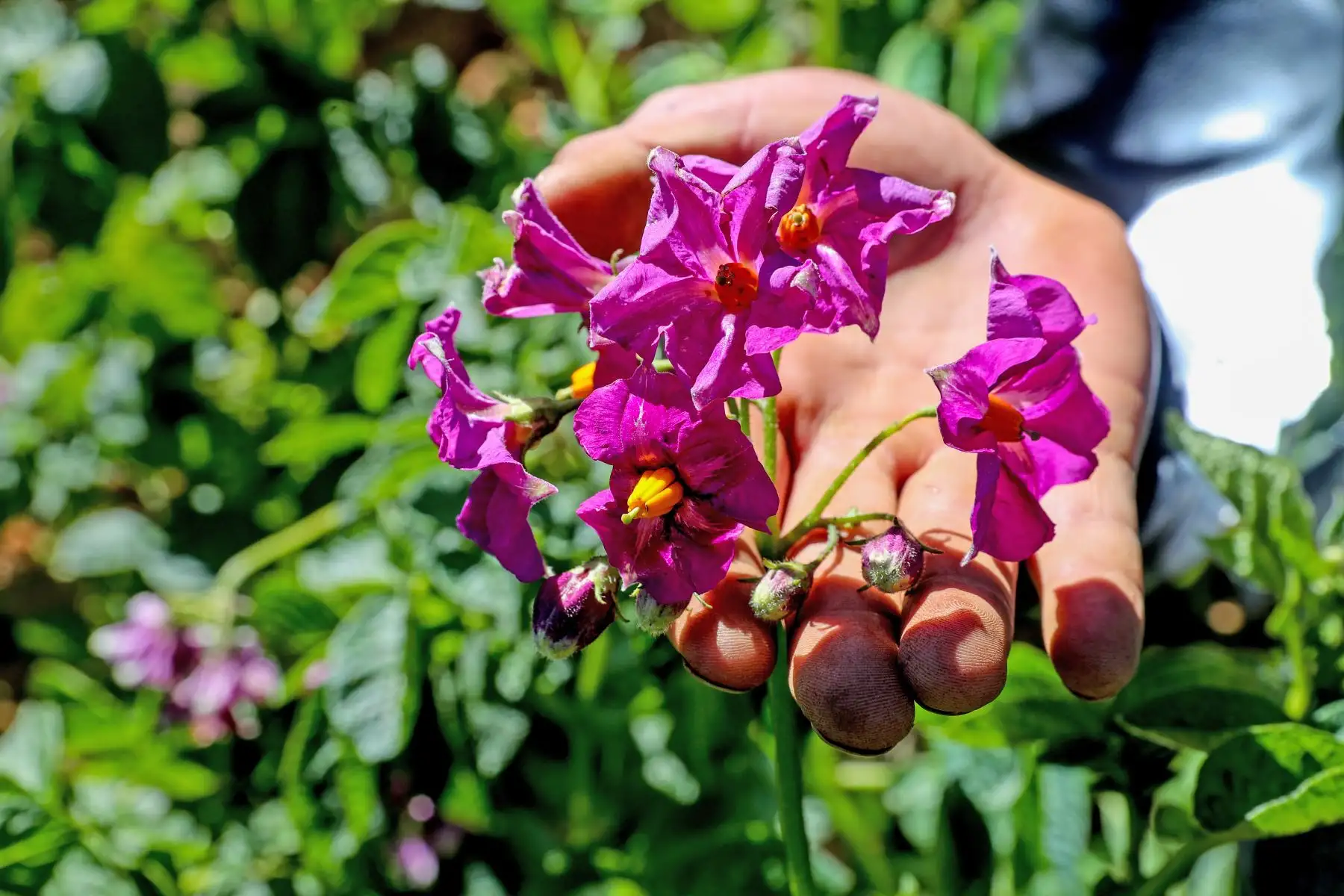 Entre las localidades de Pataz y Chugay ya se han instalado 12.77 hectáreas de campos semilleros de la variedad de papa la "poderosa". Foto: ANDINA/Minem