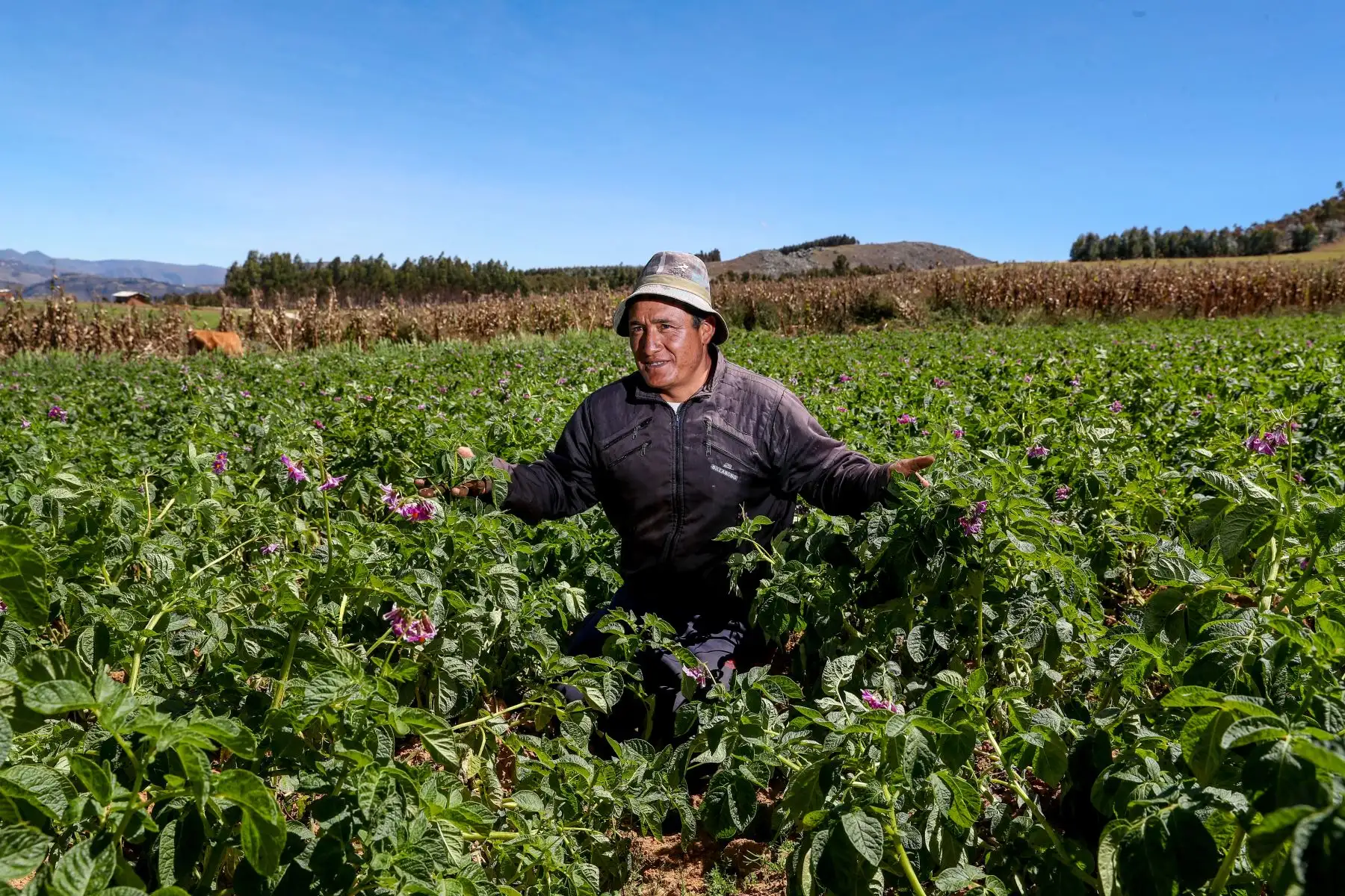 Con la variedad de papa "poderosa", el productor de bajos recursos económicos evita el uso de pesticidas que no solo afecta el medioambiente, sino afecta la salud del campesino. Foto: ANDINA/Minem
