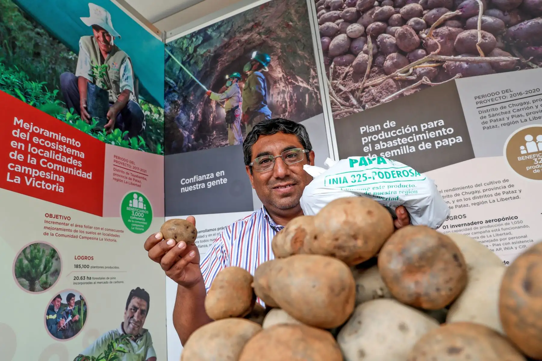 "La poderosa" se logró gracias a una alianza públicoprivada en la que participan la Asociación Pataz, la compañía minera Poderosa, el Centro Internacional de la Papa (CIP) y el Instituto Nacional de Innovación Agraria (INIA). Foto: ANDINA/Minem