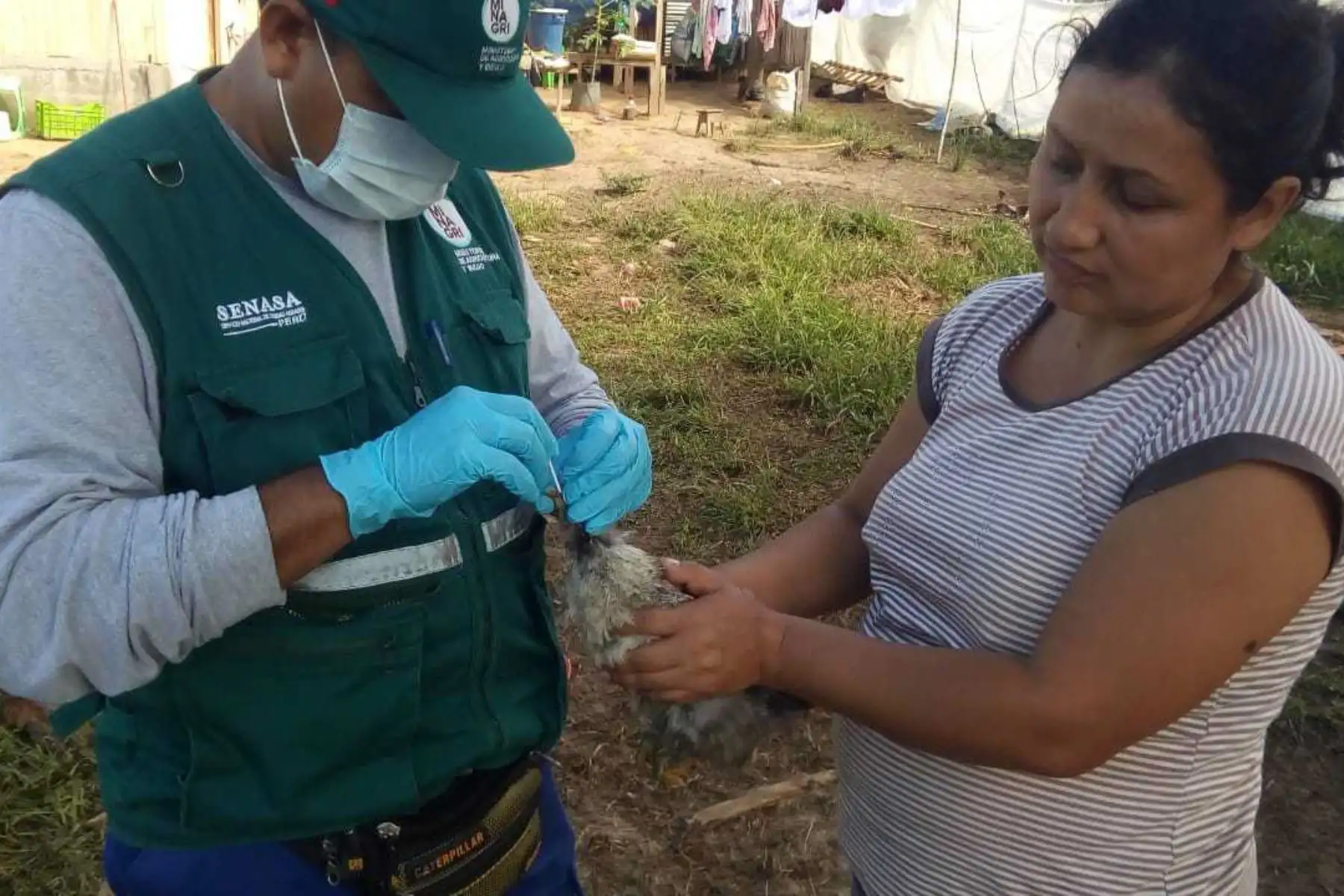 Frente a la notificación de posible ocurrencia de bronquitis infecciosa aviar, el Ministerio de Agricultura y Riego a través del Servicio Nacional de Sanidad Agraria (Senasa), realizó la evaluación de aves y colectó muestras para confirmar o descartar la presencia de esta enfermedad en el caserío Nuevo San Jorge, distrito de Campo Verde, provincia de Coronel Portillo, región Ucayali.
