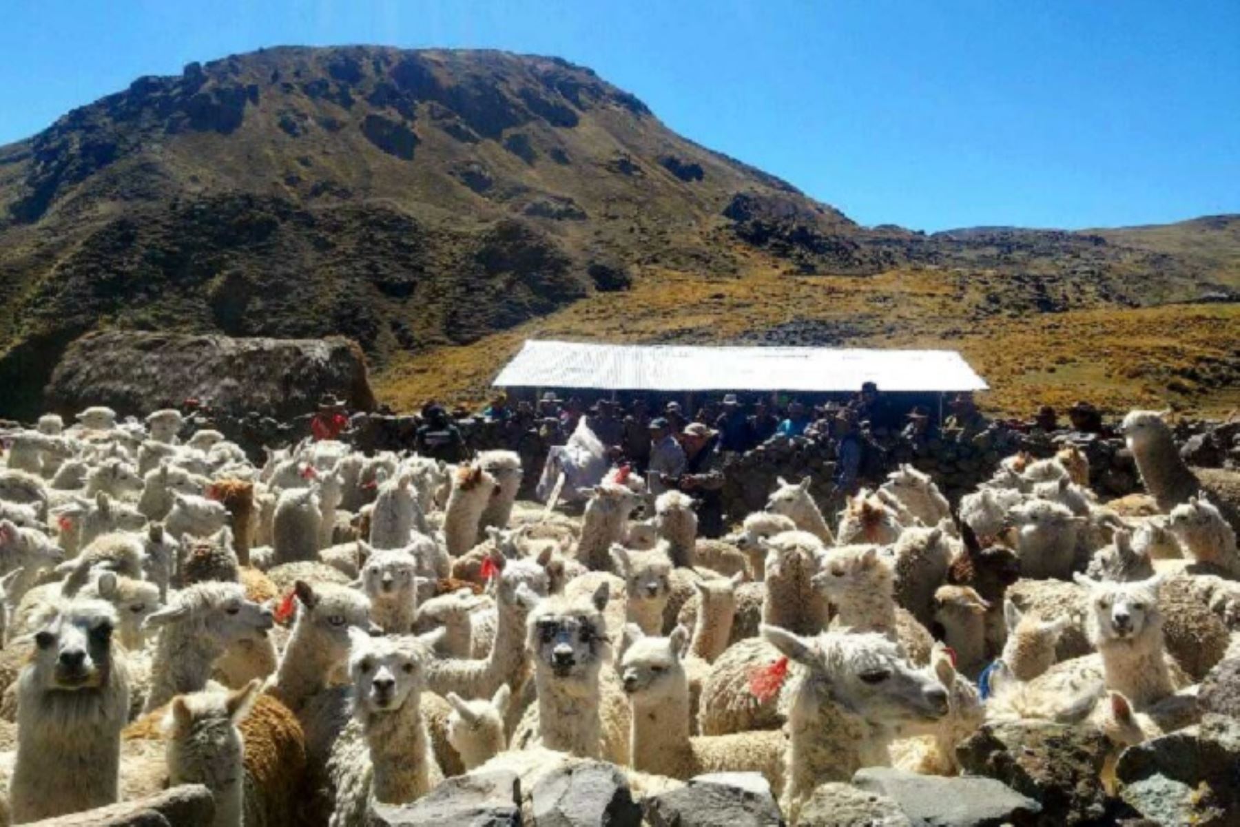 La entrega de kits veterinarios ante las heladas, ya concluyó en Puno y Apurímac