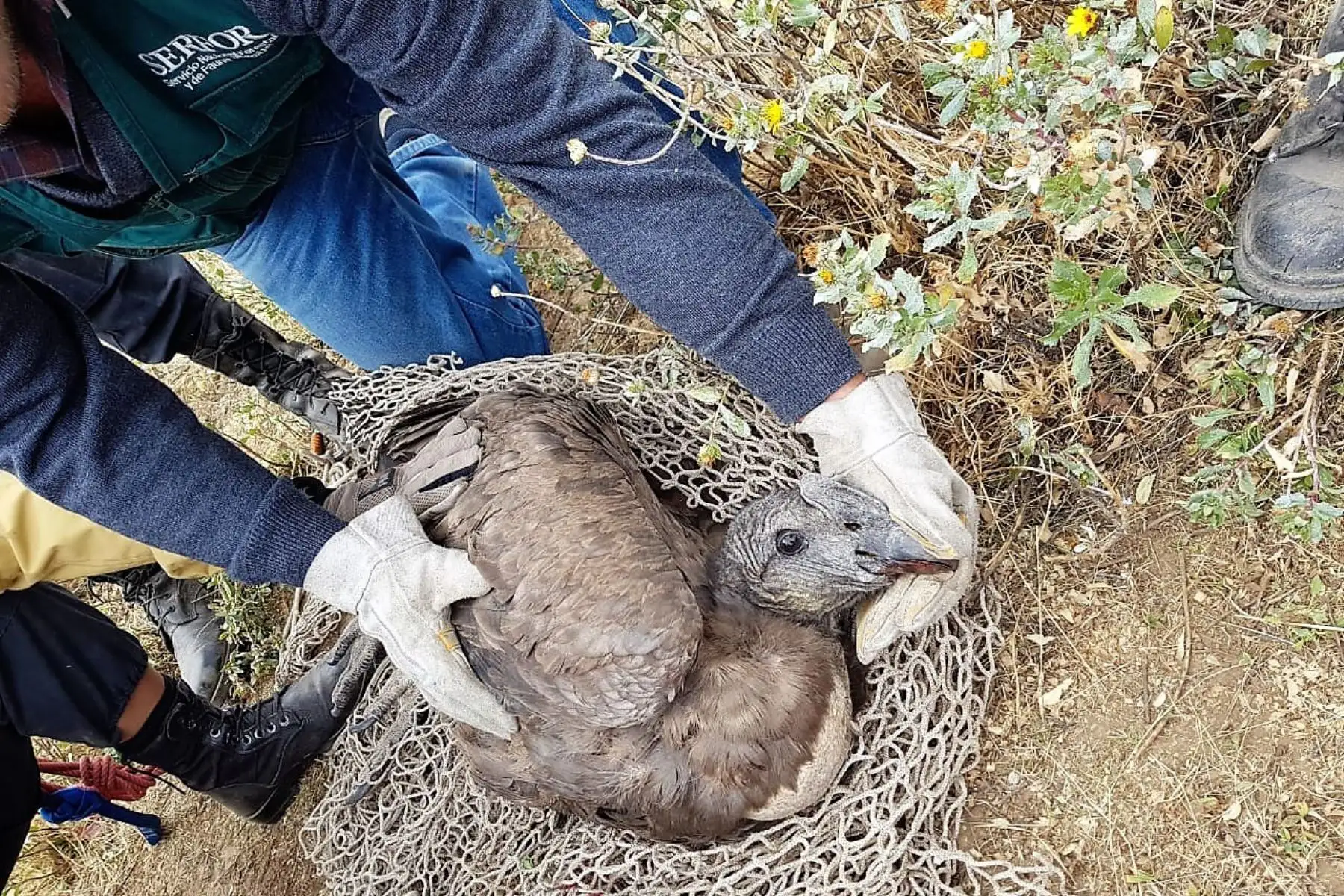 Rescatan a cóndor andino herido con cable de alta tensión en el valle del Colca, en Arequipa. Foto: Serfor