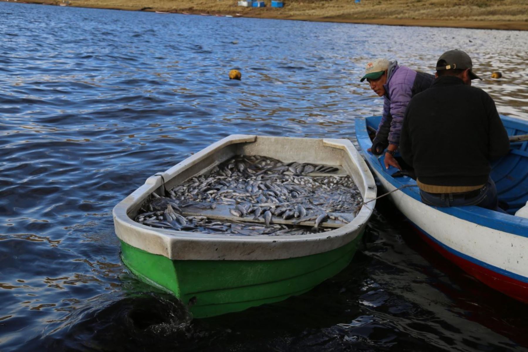 Reportan aumento de biomasa del pez nativo del ispi en el lago Titicaca. ANDINA