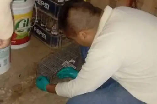 Salud de Áncash realiza vigilancia en Huarmey para evitar brotes de leptospirosis y peste bubónica. ANDINA