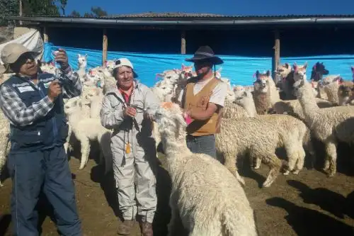 El Programa de Desarrollo Productivo Agrario Rural (Agro Rural), del Ministerio de Agricultura y Riego (Minagri), entregó 1,680 kits veterinarios y 6,000 pacas de heno, para atender de manera inmediata a las cabezas de ganado que se han visto afectadas en las zonas declaradas en estado de emergencia, según dos decretos supremos. ANDINA/Difusión