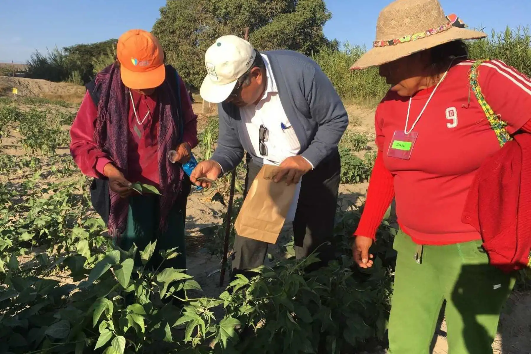 El Ministerio de Agricultura y Riego (Minagri) inició talleres de capacitación y trabajo de diagnóstico participativo en la ciudad iqueña de Ocucaje, con el fin de fortalecer los conocimientos sobre manejo agronómico de los productores de pallar y potenciar la calidad de esta cadena productiva.