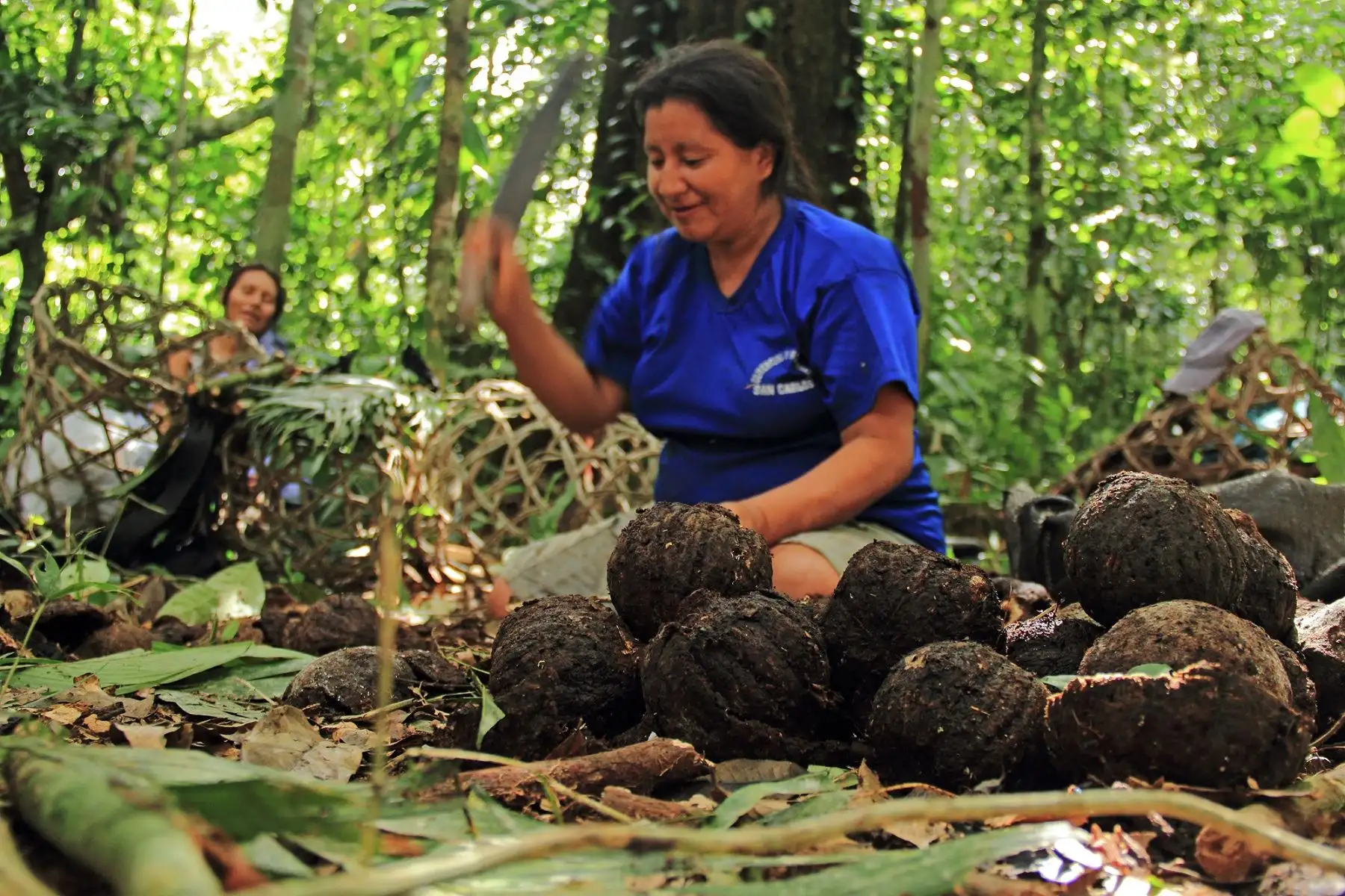 Sernanp y Minam+CAF impulsan proyecto para aprovechar la castaña en la Reserva Nacional Tambopata, en Madre de Dios. Foto: Sernanp/Juan Carlos Huayllapuma