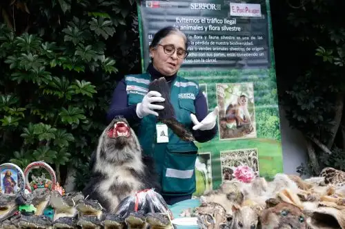 Decomiso de partes de animales silvestres disecadas realizado por personal del Serfor, la Policía Nacional y el Ministerio Público.