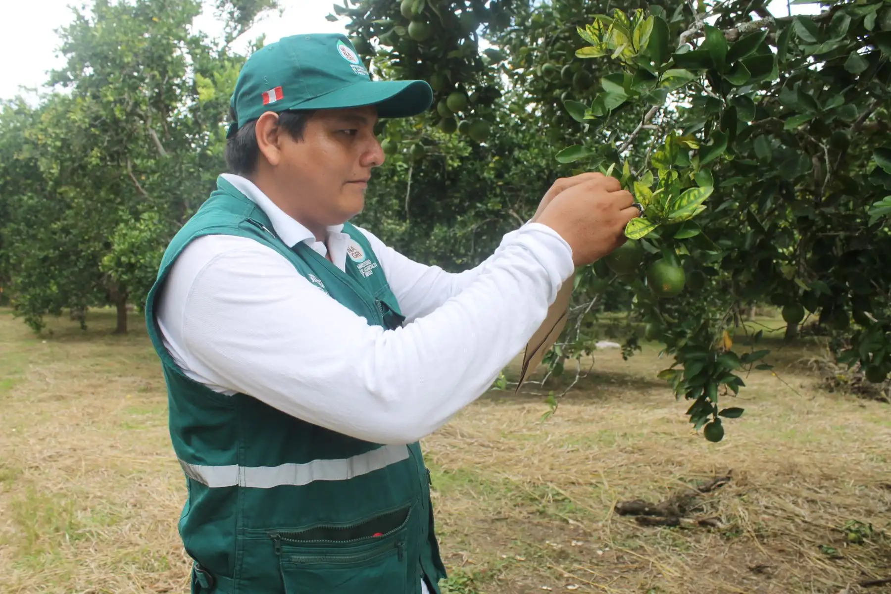 Especialista en agricultura en trabajo de evaluación. ANDINA