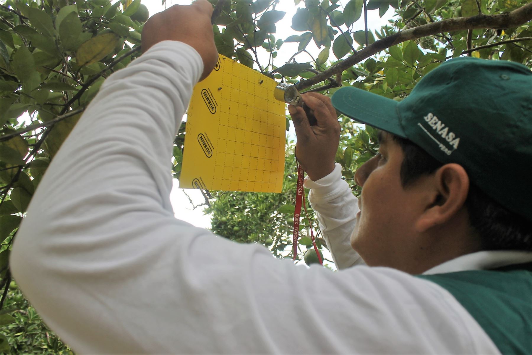 Senasa certifica plantaciones de naranjo de exportación en provincia de Satipo, en Junín. ANDINA