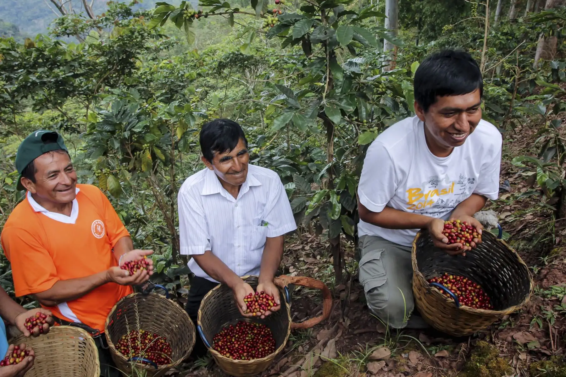 El café, un producto que genera empleo a más de dos millones de peruanos, ha exportado más de 50,000 toneladas al extranjero en el primer trimestre de este año. En ese escenario, el Sistema Nacional de Evaluación, Acreditación y Certificación de la Calidad Educativa (Sineace) viene certificando las competencias de los productores de plantones de café, a fin de que se mantenga la calidad de este grano. ANDINA/Difusión