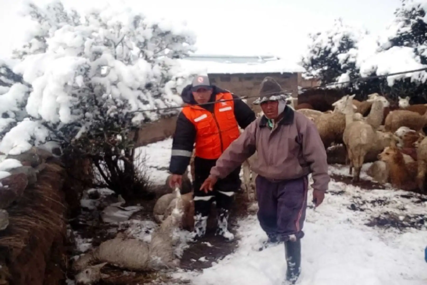 Nevadas en distrito de puneño de Huacullani alcanzan los 30 centímetros de altura